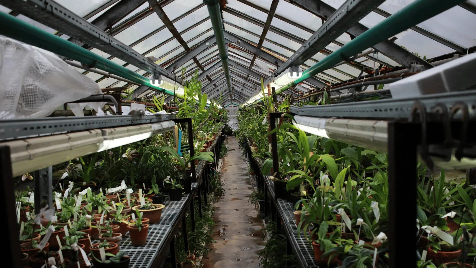 Comment éclairer une serre de jardin