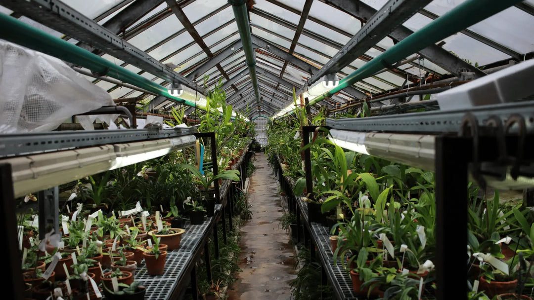 Comment éclairer une serre de jardin